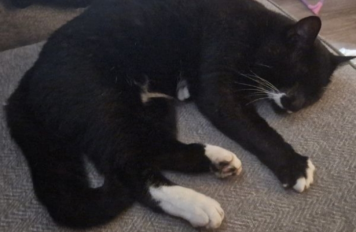 Un chat se cache dans le canapé qui devait aller aux ordures et perd ses maîtres