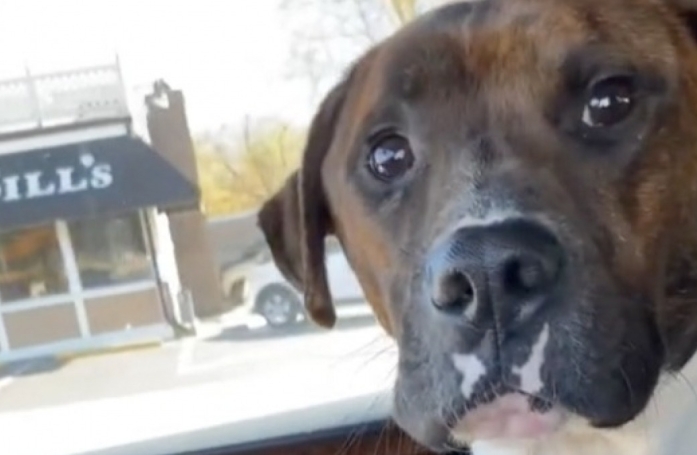 Ce chien est tellement reconnaissant pour son adoption qu'il ne lâche plus sa nouvelle maman (vidéo)