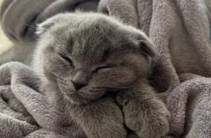 17 photos de chats qui sont encore plus adorables lorsqu’ils font la sieste