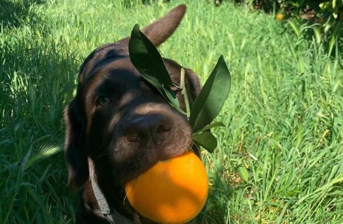 20 photos de chiens surpris dans des situations aussi attendrissantes que cocasses
