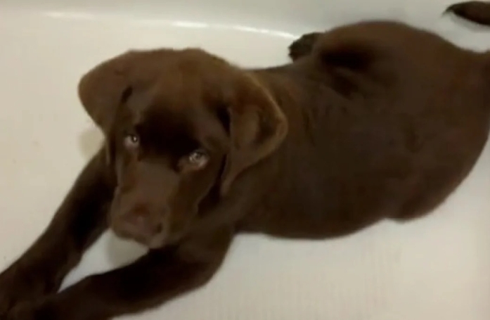 Ce chiot aime tellement le bain qu'il a fait de la baignoire son nouveau panier (vidéo)