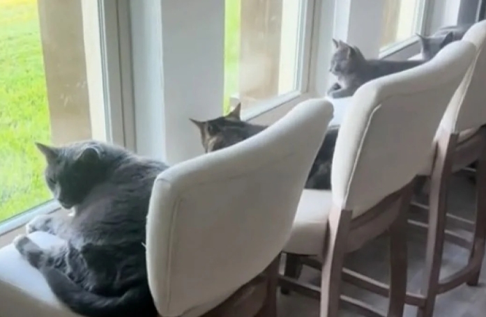 Cet homme crée un spot d'observation ingénieux et amusant pour ses 4 chats (vidéo)