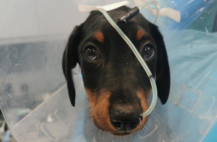 Un chiot survit de justesse au virus létal du parvovirus grâce à la prouesse des vétérinaires