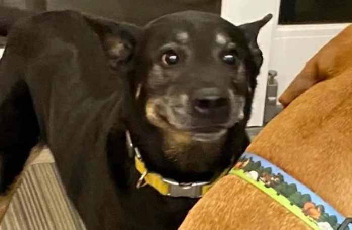 14 photos de chiens et de chats expressifs qui savent parfaitement se faire comprendre