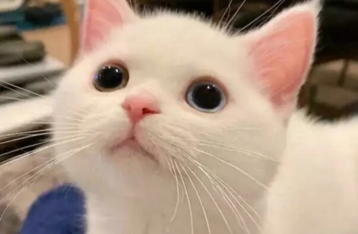20 photos de chats blancs qui vous feront succomber à leur charme