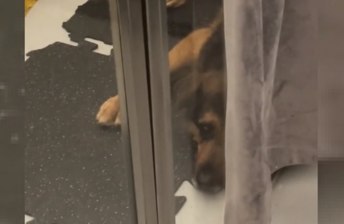 Ce chien avait passé les deux tiers de sa vie en refuge jusqu'à son adoption par cette femme après avoir partagé une balade avec lui (vidéo)