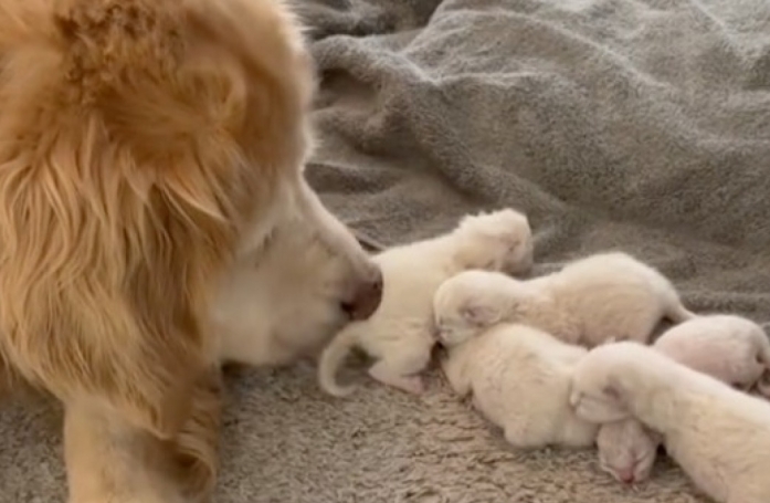 Lucy, la Golden Retriever qui a adopté une portée de chatons Ragdoll (vidéo)