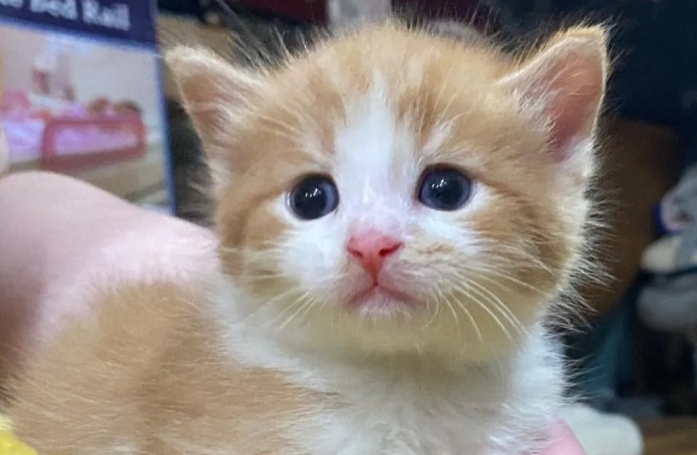 Une femme découvre 2 fois des chatons au même endroit, à seulement 24h d'écart 