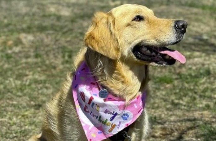Ce Golden Retriever découvre les joies d'avoir un jardin pour la première fois (vidéo)