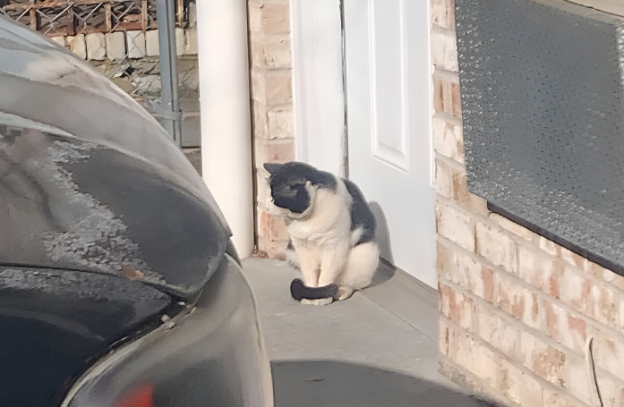 À la recherche d’un abri chaud, un chat errant frigorifié s’assoit devant une porte en espérant trouver de l’aide