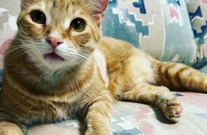 Après une attente de plus de 2 ans, un adorable chat roux trouve enfin la famille de ses rêves et la couvre de câlins pour qu’elle l’adopte