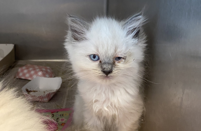 Une association sauve 92 chats de race Ragdoll dans un élevage totalement insalubre
