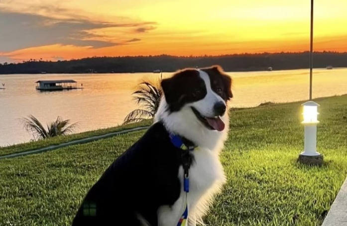 Cette chienne maline profite de l’absence de ses maîtres pour braver une interdiction et sauter dans la piscine (vidéo)