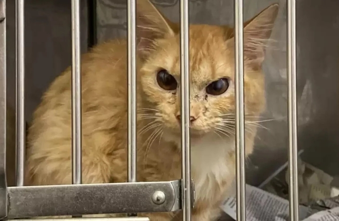 Une femme souhaite adopter un chaton dans un refuge quand son regard est attiré par un chat à l’air renfrogné