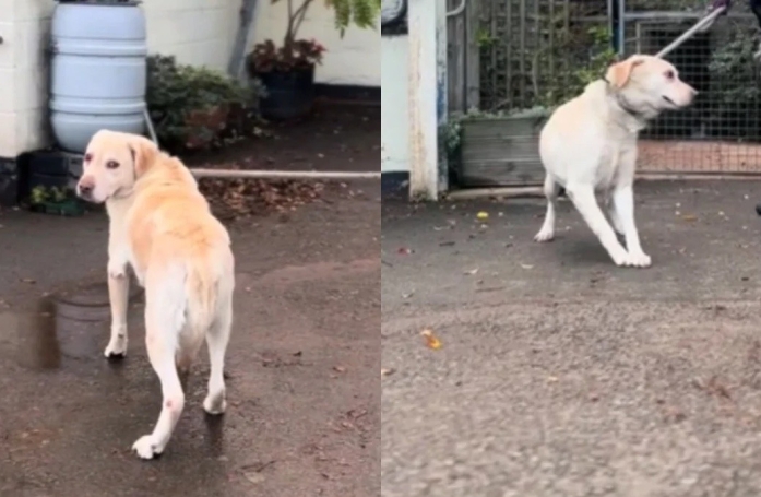 Déposé dans un refuge par sa famille, ce chien tourne une page de sa vie avec une grande tristesse (vidéo)