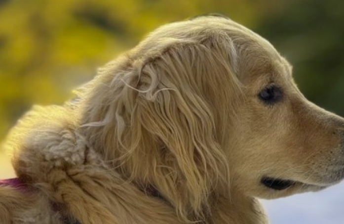 Ce Golden Retriever ne contrôle plus l'amour qu'il a pour son maître quand il rentre du travail (vidéo)
