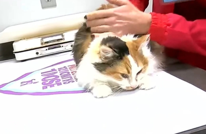 Une vétérinaire courageuse brave le mauvais temps pour sauver une chatte devant être opérée
