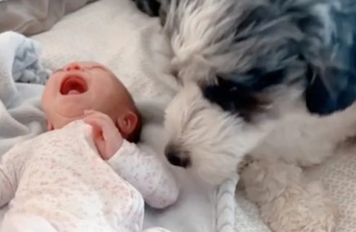 Agacé par les pleurs d’un nouveau-né, ce chien ferait tout pour ne plus l’entendre (vidéo)