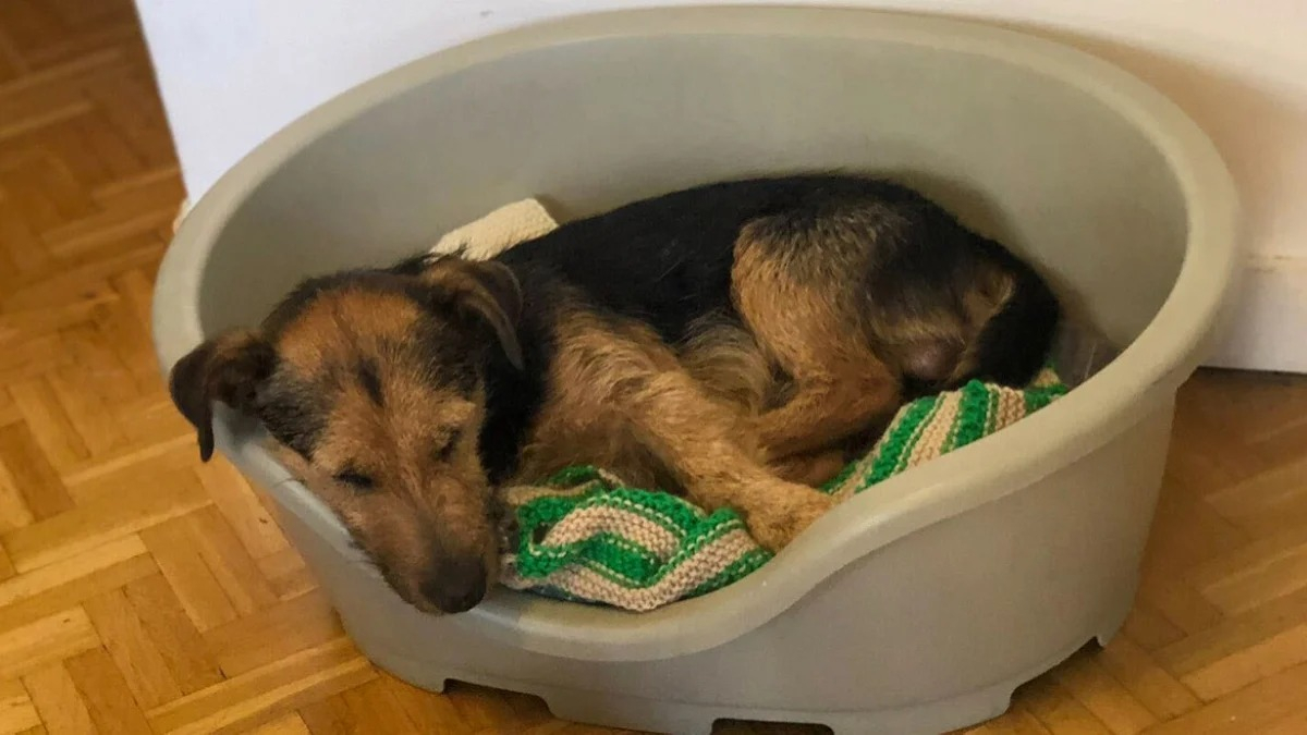 Attaché en permanence à une laisse de 50 cm de long, ce chien revit depuis sa libération par les