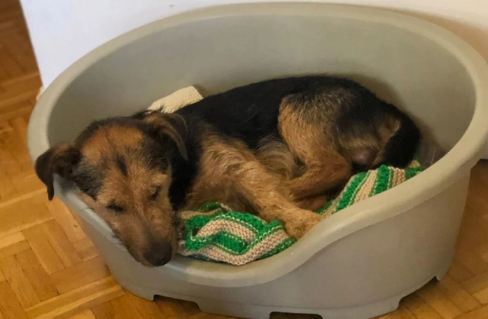 Attaché en permanence à une laisse de 50 cm de long, ce chien revit depuis sa libération par les membres d’une association