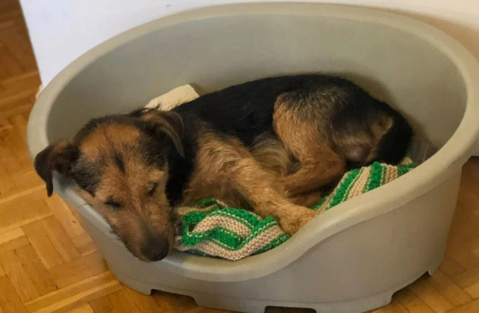 Attaché en permanence à une laisse de 50 cm de long, ce chien revit depuis sa libération par les membres d’une association