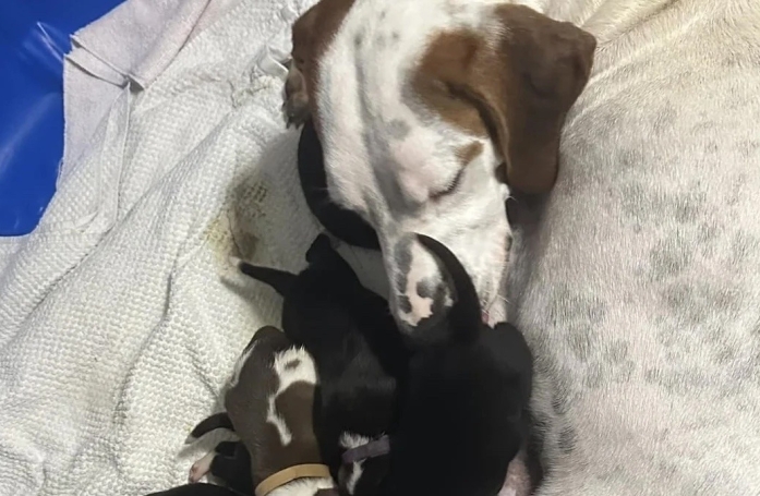 En accueillant une chienne gestante, cette mère d'accueil ne s'attendait pas à voir arriver autant de chiots