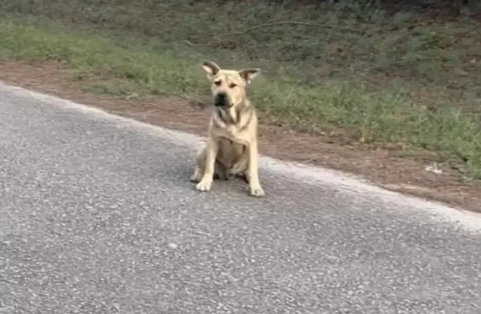 Sollicitant de l’aide, ce chien errant a atterri au bon endroit pour entamer le nouveau chapitre de sa vie