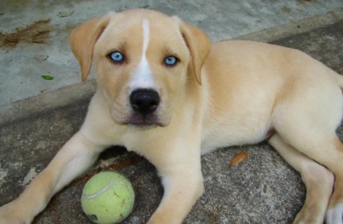 17 adorables photos de chiens issus de croisements étonnants
