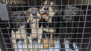 Illustration : "Un homme retrouve 4 chiots jetés par-dessus la clôture de son jardin et décide de les sauver"