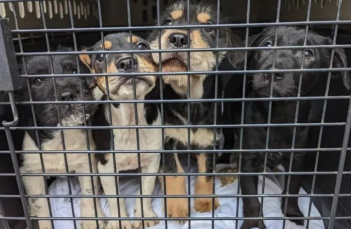 Un homme retrouve 4 chiots jetés par-dessus la clôture de son jardin et décide de les sauver