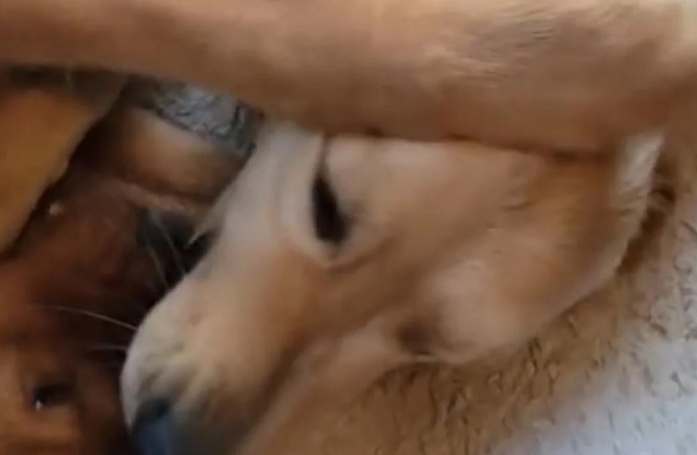 Définitivement adopté par ses 2 grands frères canins, ce chaton suscite jalousie et tendre compétition dans la fratrie (vidéo)