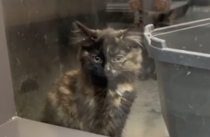 Pensant adopter un chat sage et posé, cette femme découvre une vraie pile électrique en rentrant chez elle (vidéo)