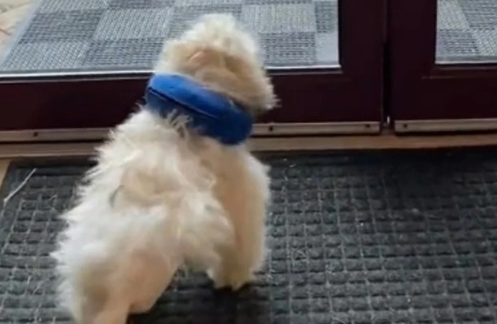Après avoir été sauvée d’un élevage maltraitant, cette chienne de 3 mois rencontre celle qui deviendra sa maîtresse pour toujours (vidéo)