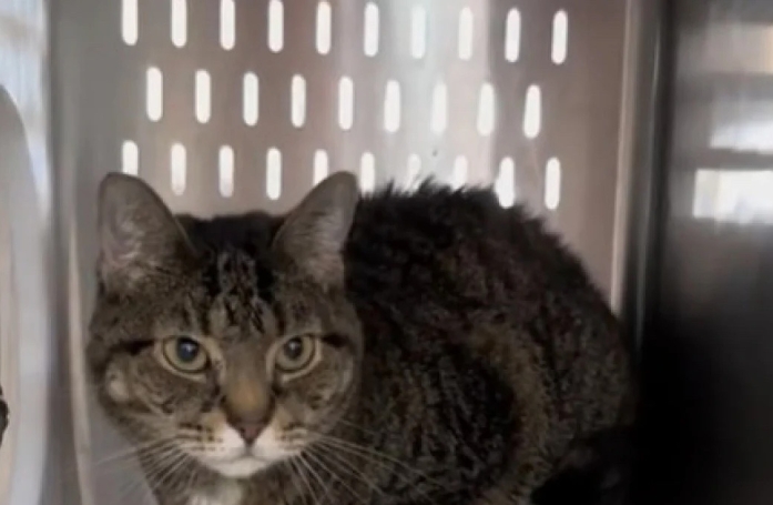 Pensant pouvoir s’établir dans sa nouvelle famille, une chatte est ramenée au refuge pour cause de manque de joie de vivre