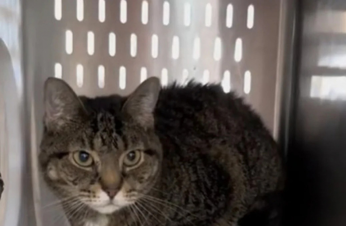Pensant pouvoir s’établir dans sa nouvelle famille, une chatte est ramenée au refuge pour cause de manque de joie de vivre