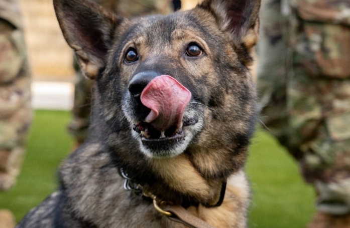 Après de nombreuses années de collaboration dans l’armée, ce duo humain-canin se retrouve avec beaucoup d’émotion et d’espoir