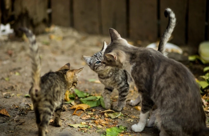 Fascinés par une grande ressemblance, des bénévoles tentent un rapprochement entre une chatte et trois chatons