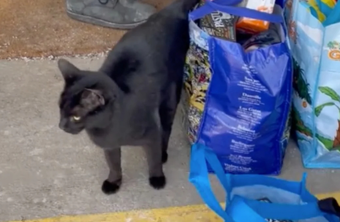 Après s’être faufilée chez un couple, une chatte noire déterminée fait tout pour se faire adopter (vidéo)