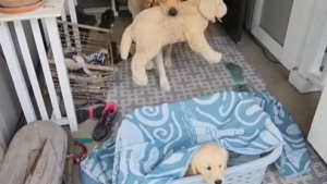 Illustration : "L'extase de ce Golden Retriever à l'arrivée d'un nouveau chiot dans la famille (vidéo)"