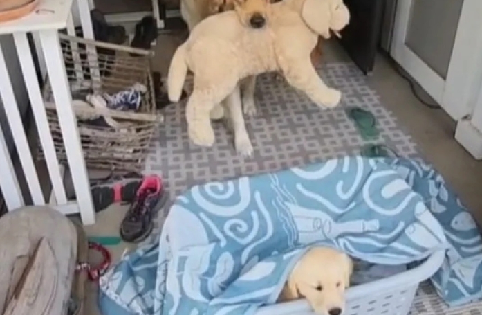 L'extase de ce Golden Retriever à l'arrivée d'un nouveau chiot dans la famille (vidéo)
