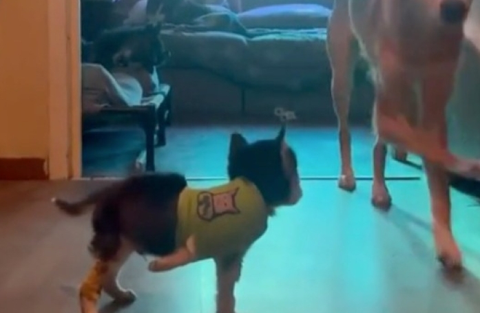 Un chien guide un chiot Husky amputé à marcher à trois pattes après une attaque (vidéo)