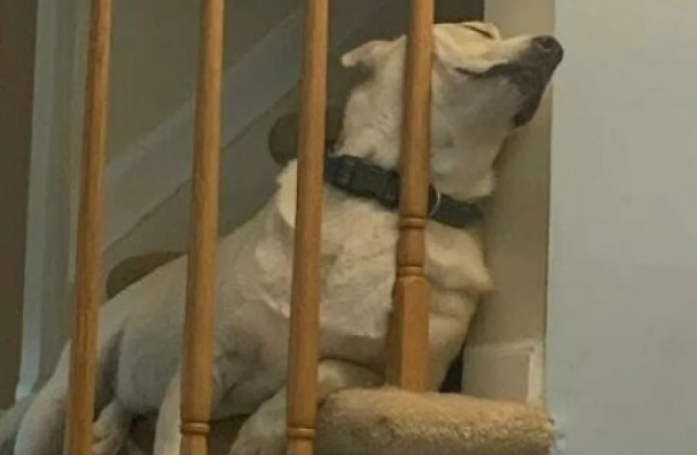 20 photos de chiens dans des situations comiques