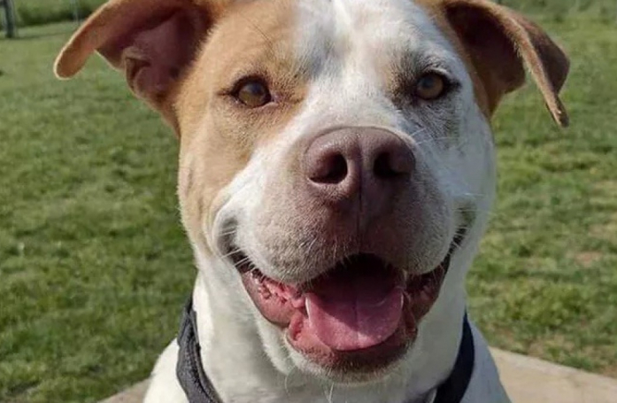 Présent depuis bientôt 200 jours au refuge, ce chien apporte son aide à un de ses congénères en donnant généreusement son sang