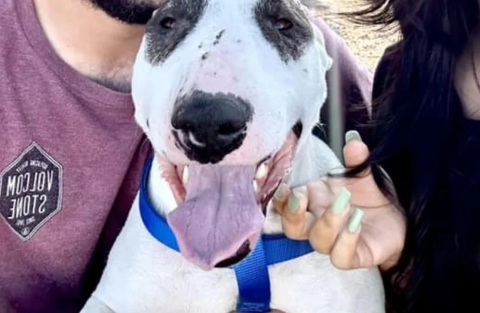 Après 2 années de disparition, un chien est identifié par un refuge à des centaines de kilomètres de sa famille