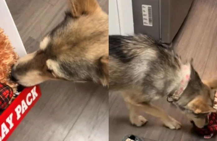 Cette chienne au lourd passé, privée d’affection, découvre le bonheur de s’amuser avec une peluche (vidéo)