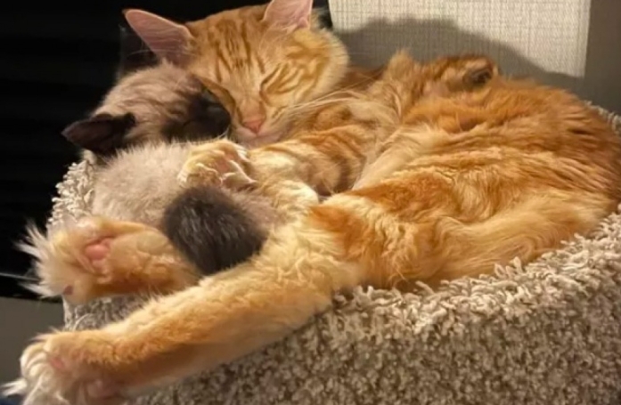 15 photos amusantes de chats qui illumineront votre journée