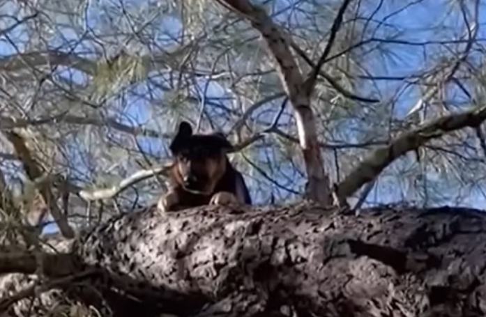 Après des heures de recherches, un homme retrouve son Berger Allemand bloqué au sommet d’un arbre (vidéo)
