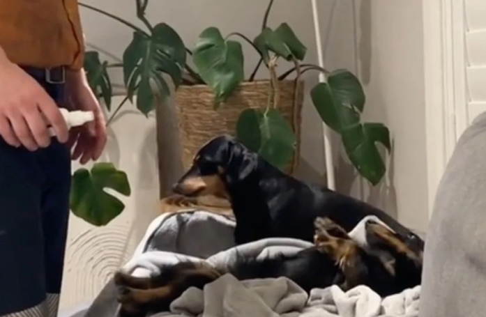 Jaloux de son frère canin qui a besoin d’un produit spécial pour la peau, ce Teckel réclame avec insistance un traitement égalitaire (vidéo)