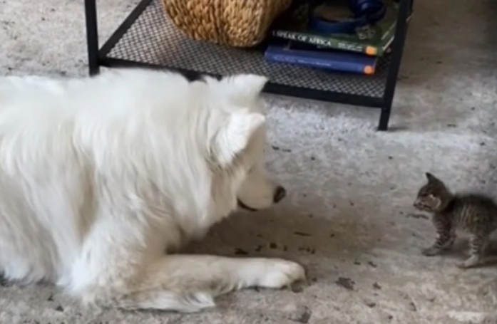Ayant de l’amour à revendre, cette Samoyède accueille avec une grande joie son nouveau petit frère félin (vidéo)