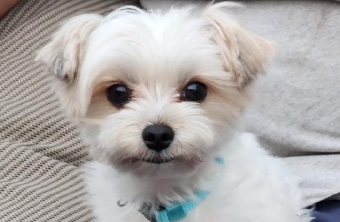 Un petit chien sauvé après avoir été retrouvé terrifié dans une voiture volée à ses propriétaires